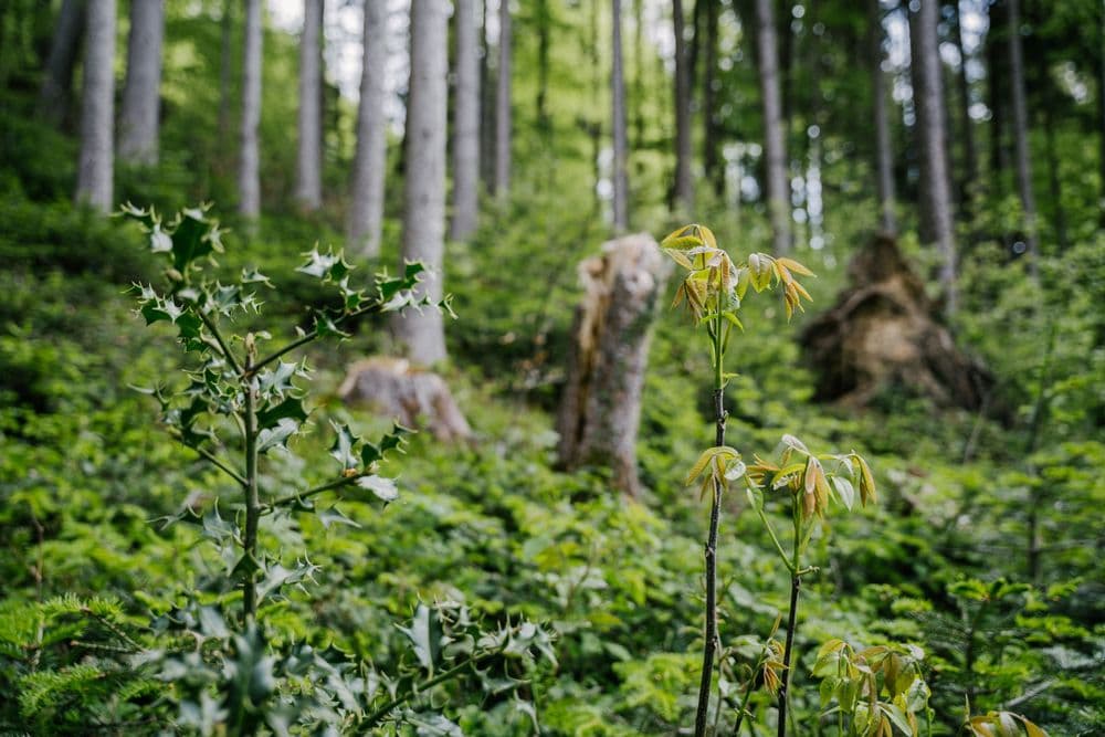 Forest floor with trees