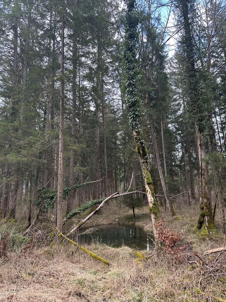 Flachwasserbiotop im Wald