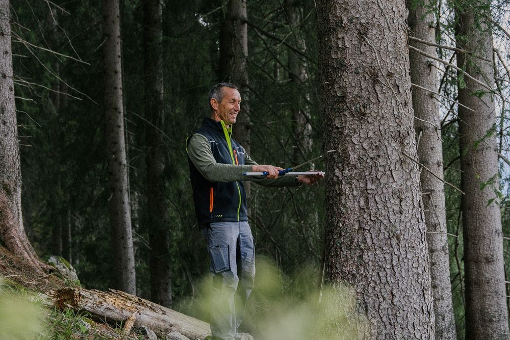 Forester Martin Bertsch calipers the diameter of a spruce