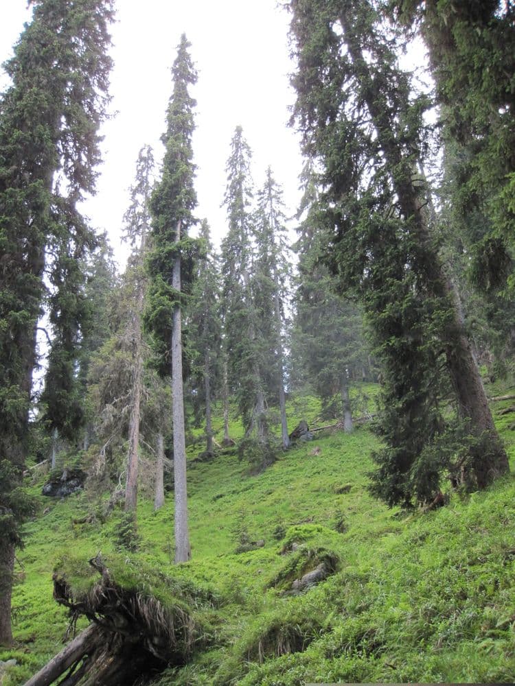 Spruce stand in pointed-crowned high altitudes