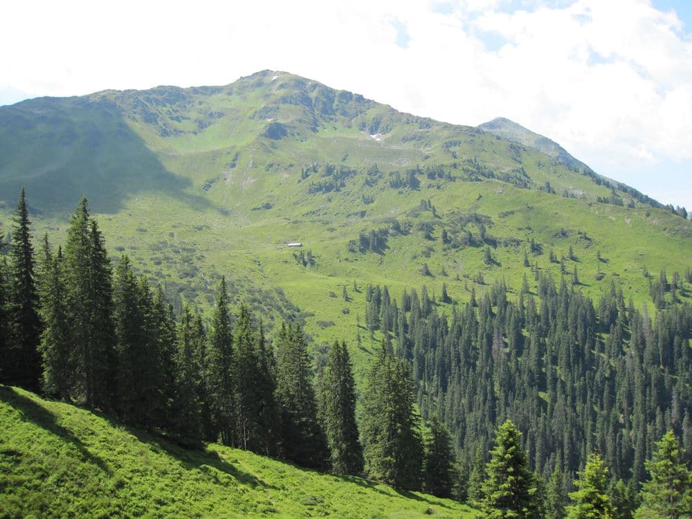 Alpine alpine rose mats and protection forest