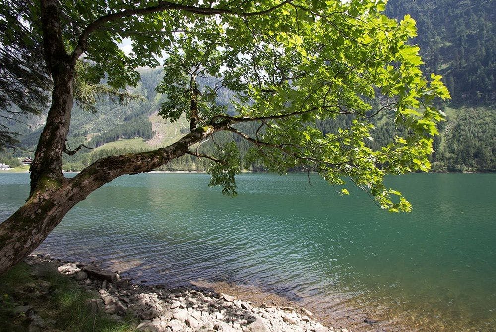 a mountain maple next to a lake