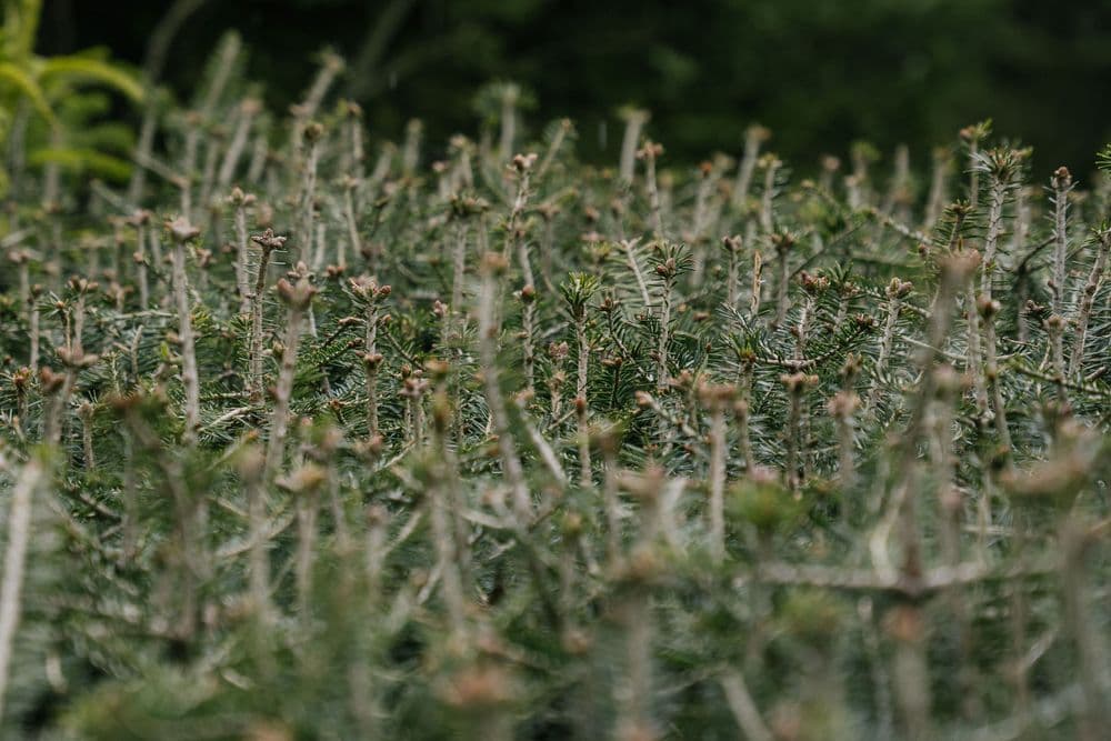 Seedlings from above