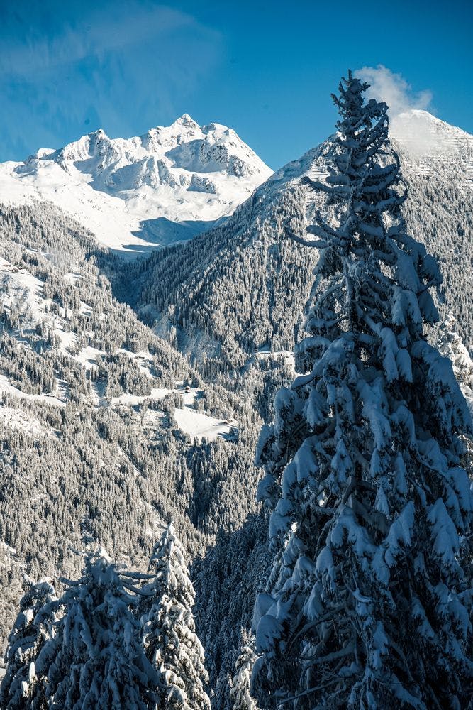 Spruce tree in the foreground with snow-covered mountains in the background.