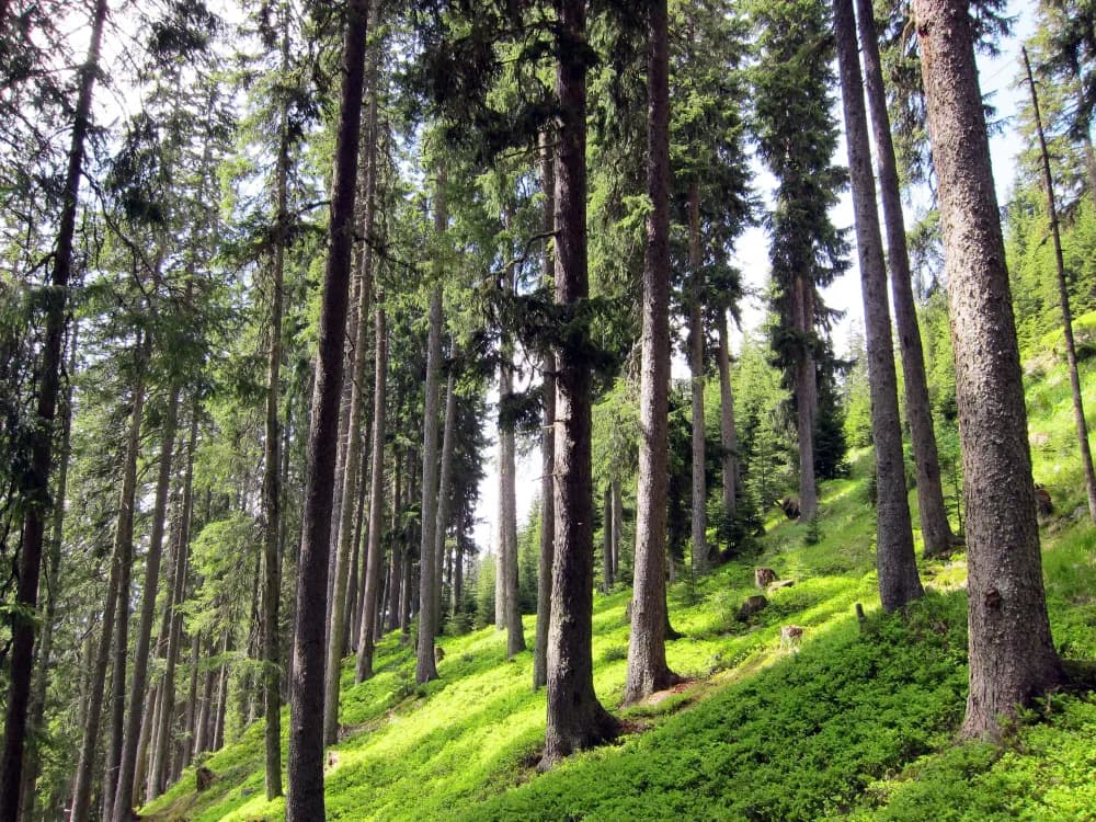 In the middle of the Montafon forest