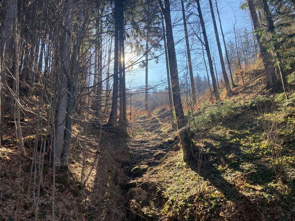 Forest in the city of Dornbirn with sun in the background