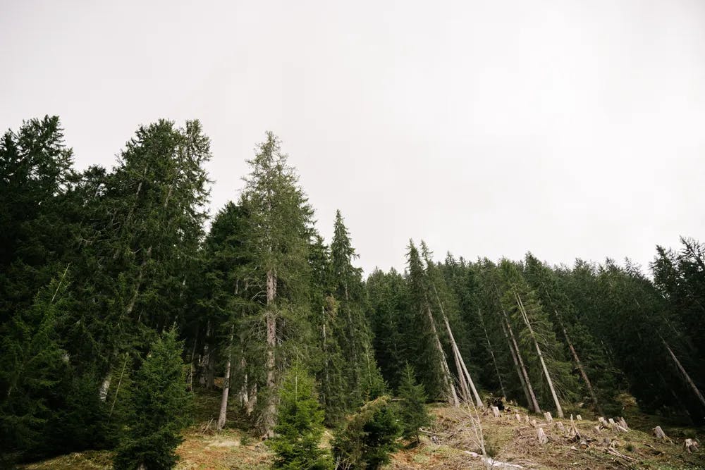 The steep forests of the FBG Klostertal