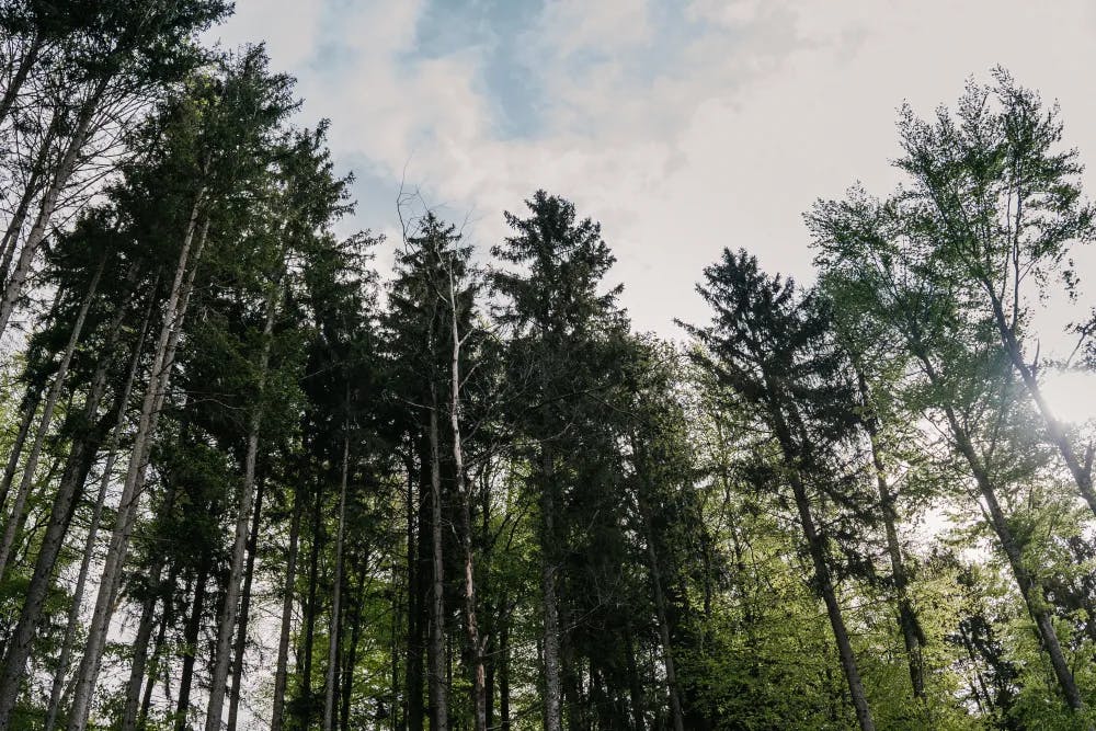 The beautiful treetops of the FBG Jagdberg