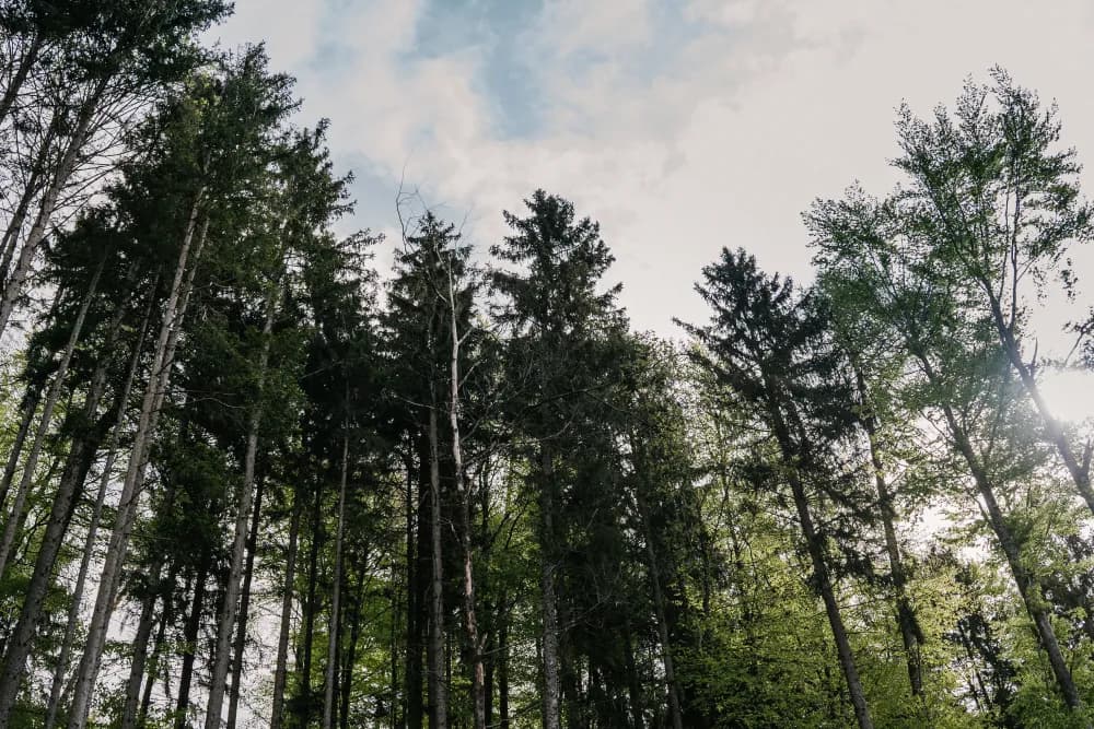 Trees in the forests of FBG Jagdberg