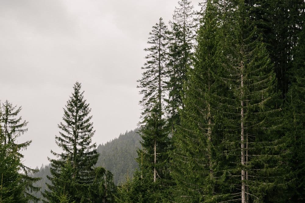 Treetops in the forests of the FBG Klostertal