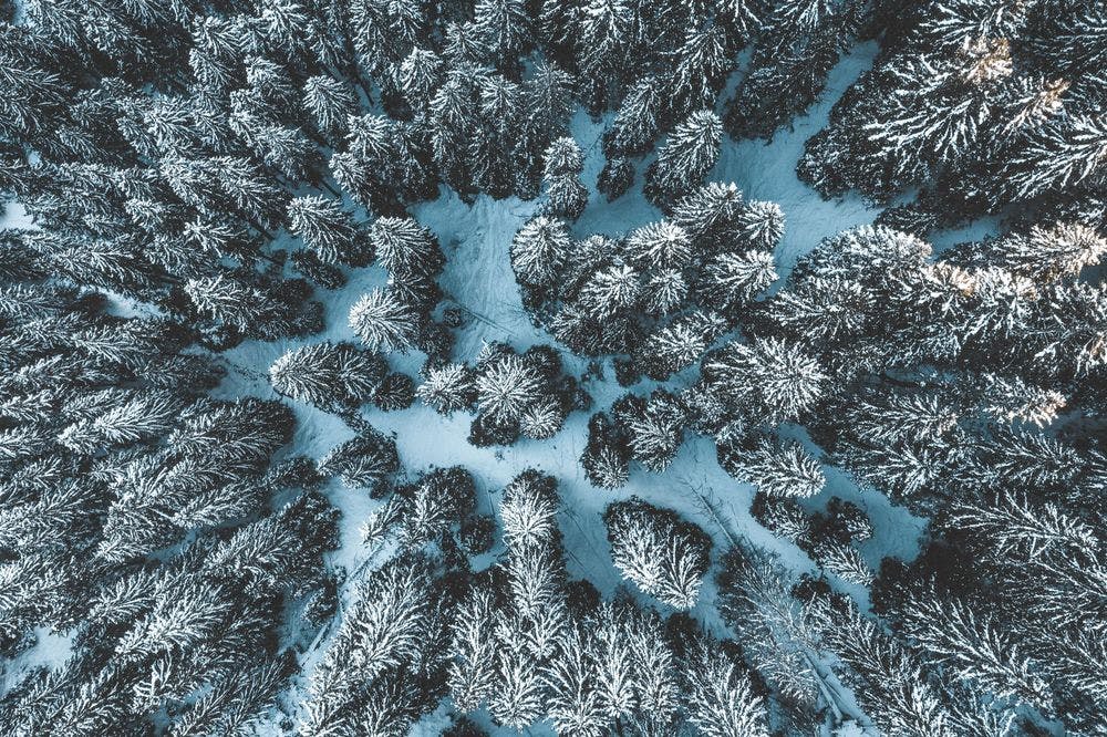 Snow-covered firs in bird's-eye view