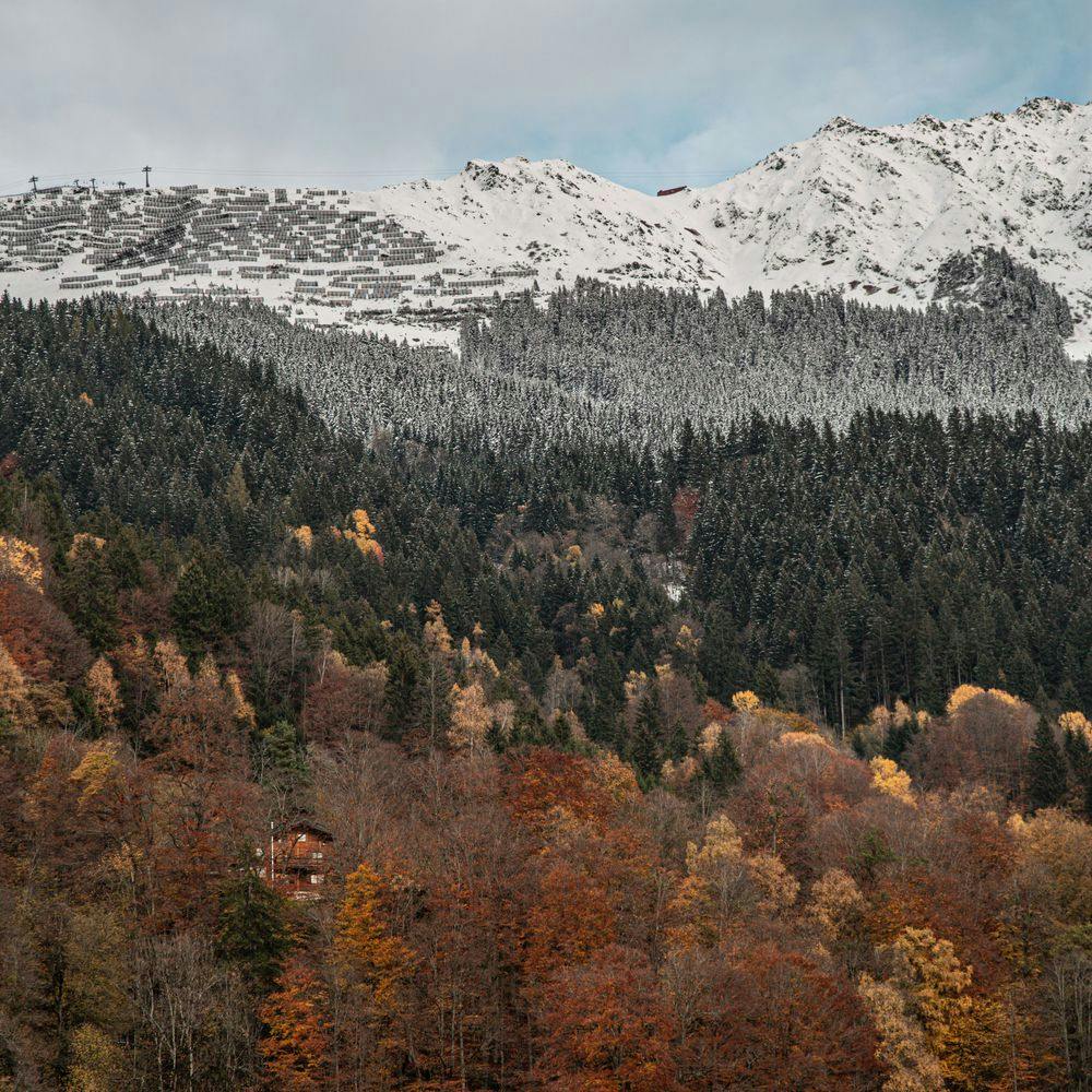 Trees in autumn with snow-capped mountains in the background.