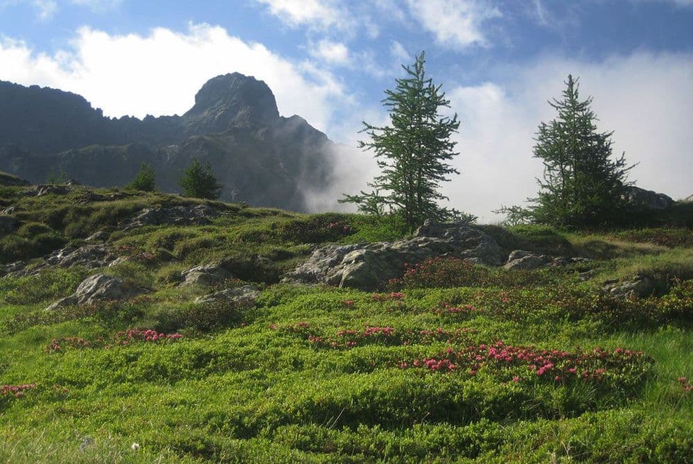 larch trees