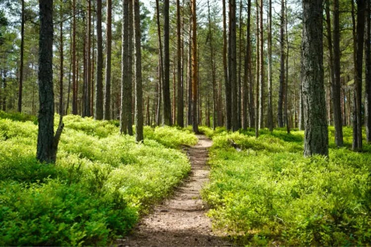 Ein Spaziergang durch einen sonnenbeschienenen Wald
