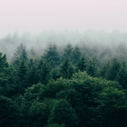 Forest with Fog