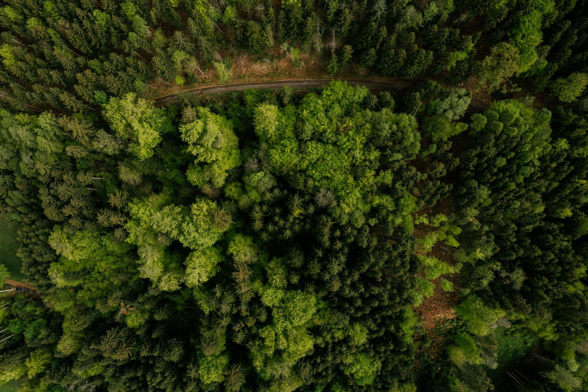 Drohnenbild eines Waldes