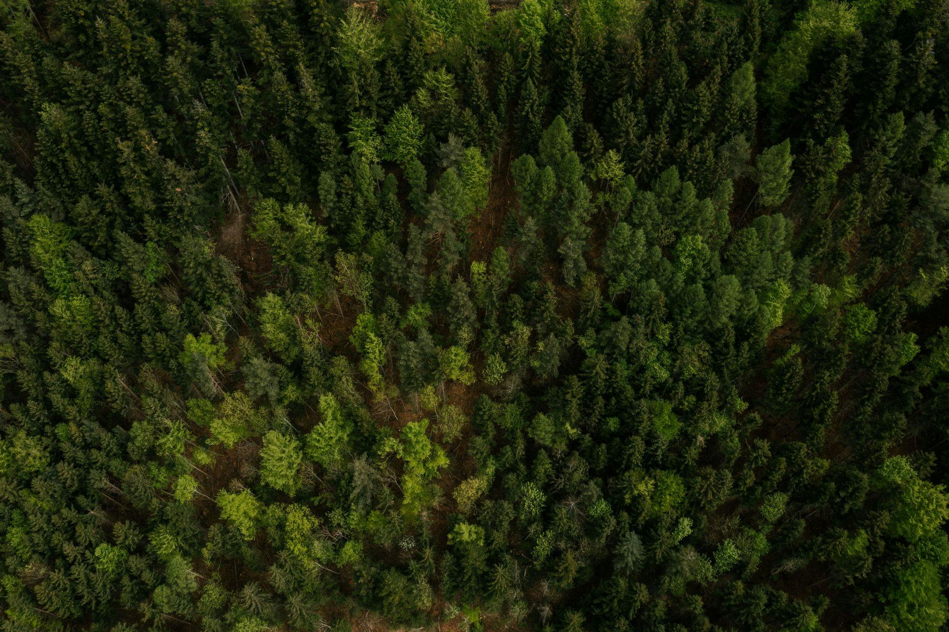 Drone photo forest