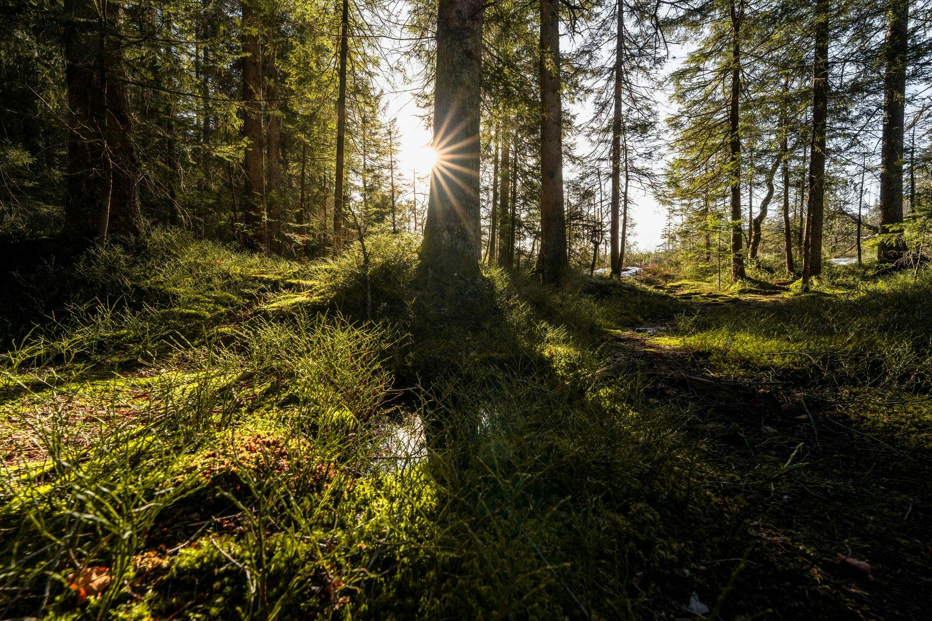 Forest in Sunlight