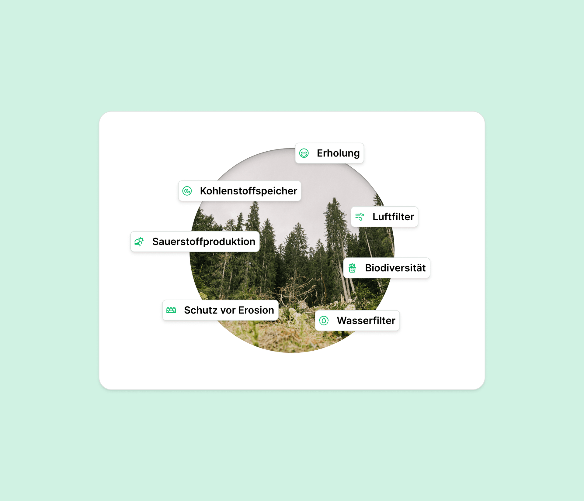 Bild mit verschiedenen beispielen für die Ökosystemleistungen des Waldes