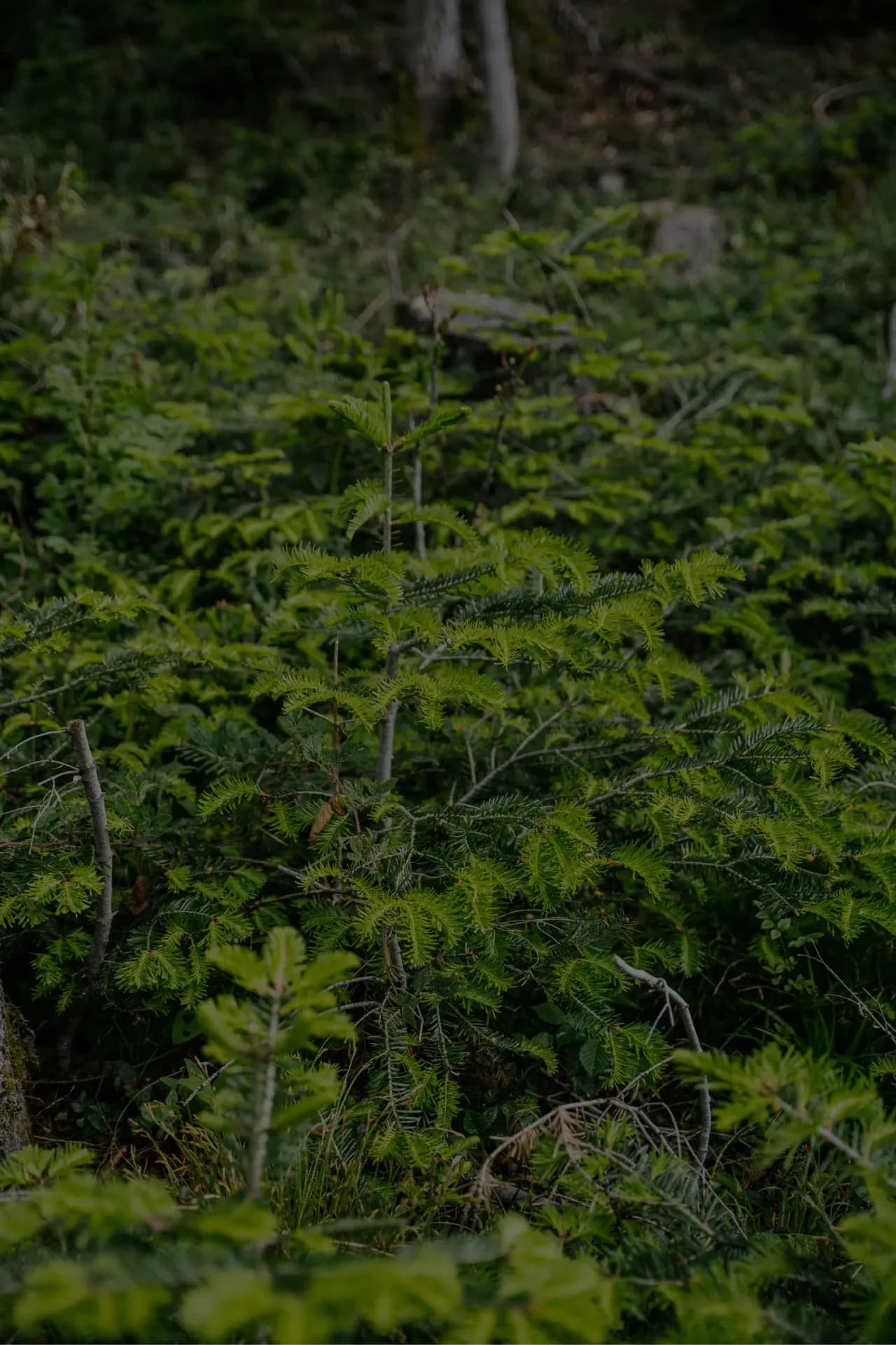 Junge Bäume in einem Wald