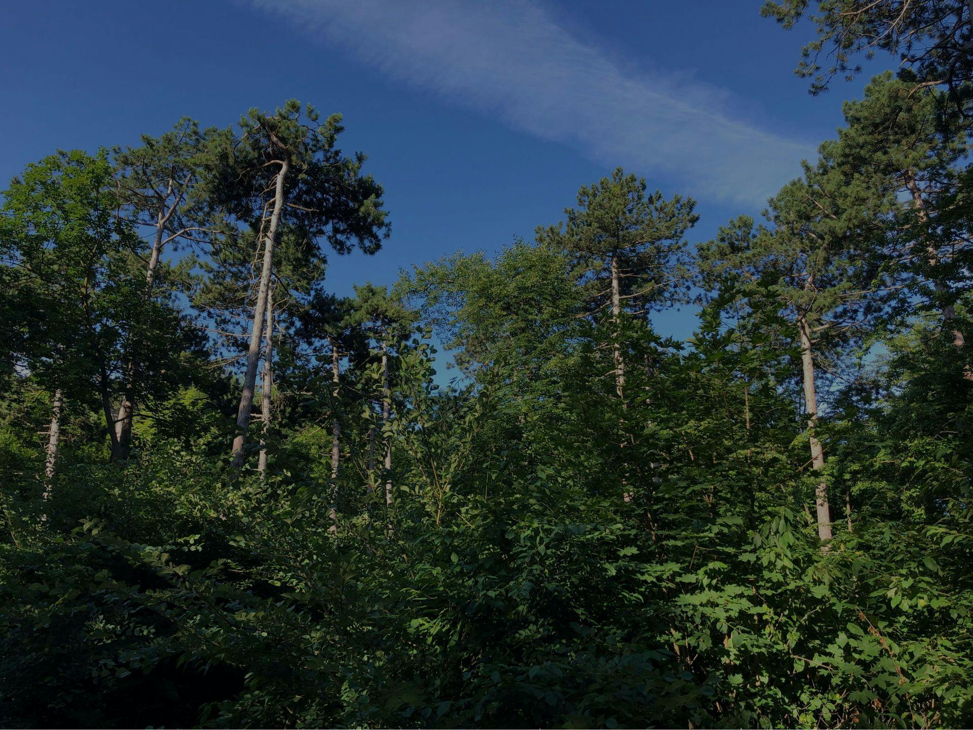 Bild eines Waldes wo man die Baumkronen sieht